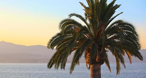 Palmiers en France : Phoenix, Washingtonia, Chamaerops