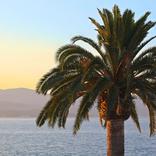 traitement champignon du palmier