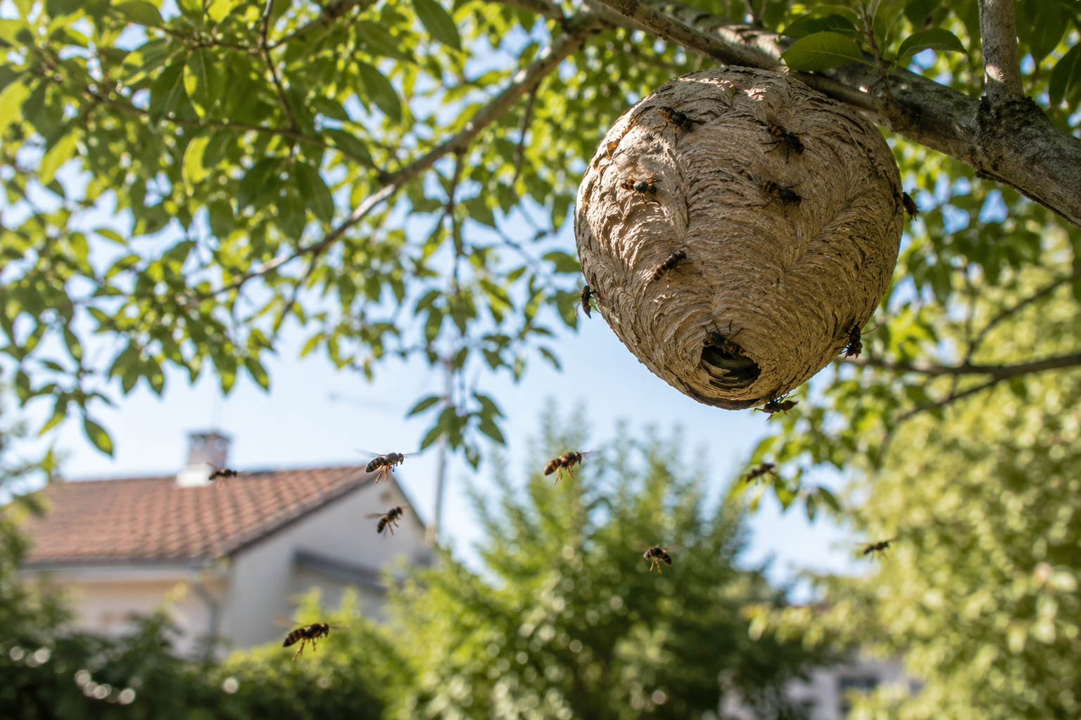 Nid de guêpes suspendu dans le jardin