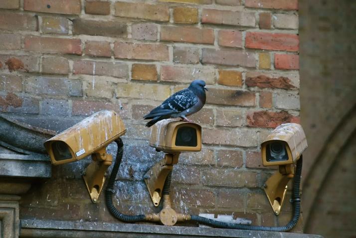 Dommages causés par les pigeons 