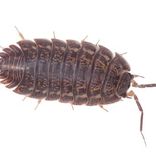 se débarrasser des cloportes