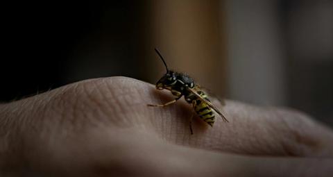 éliminer nids de guêpes à Aix-en-Provence