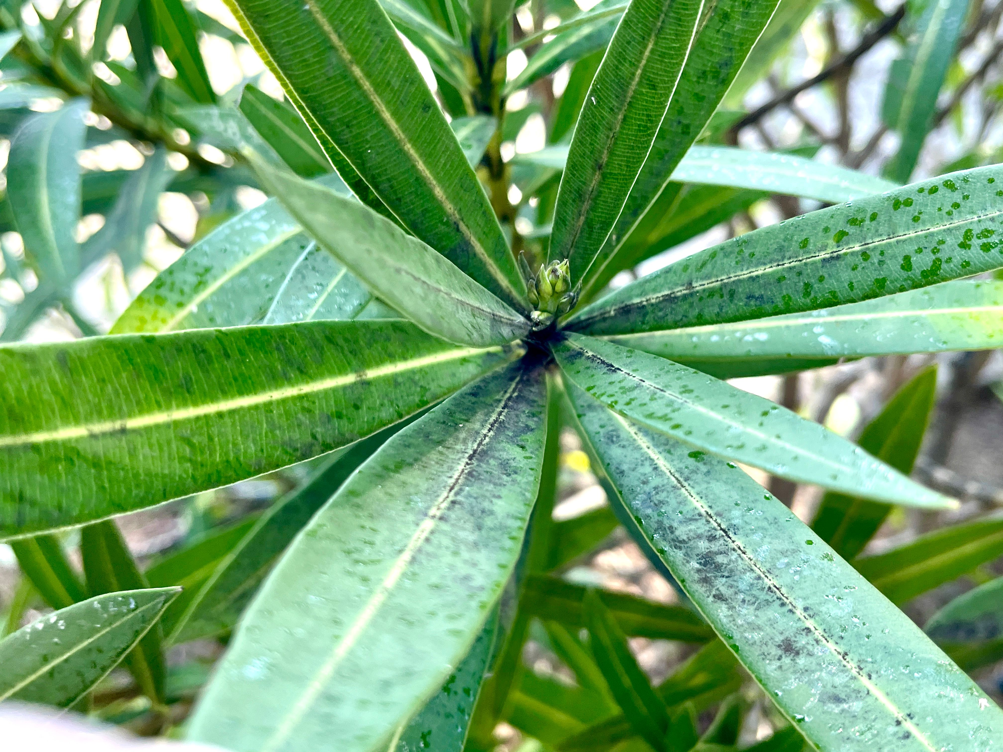Miellat, fourmis et champignons : comprendre et agir
