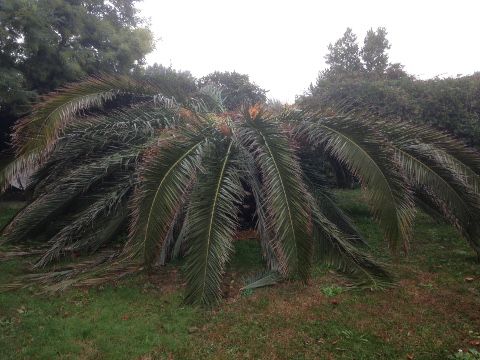Les nuisibles des palmiers les plus courants 