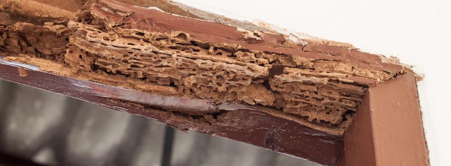 Sentri Tech, traitement termites par pièges