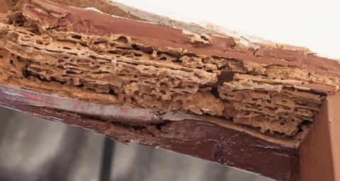 Comment détecter la présence de termites chez vous