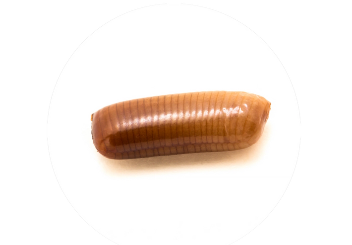 larve oeuf de cafard