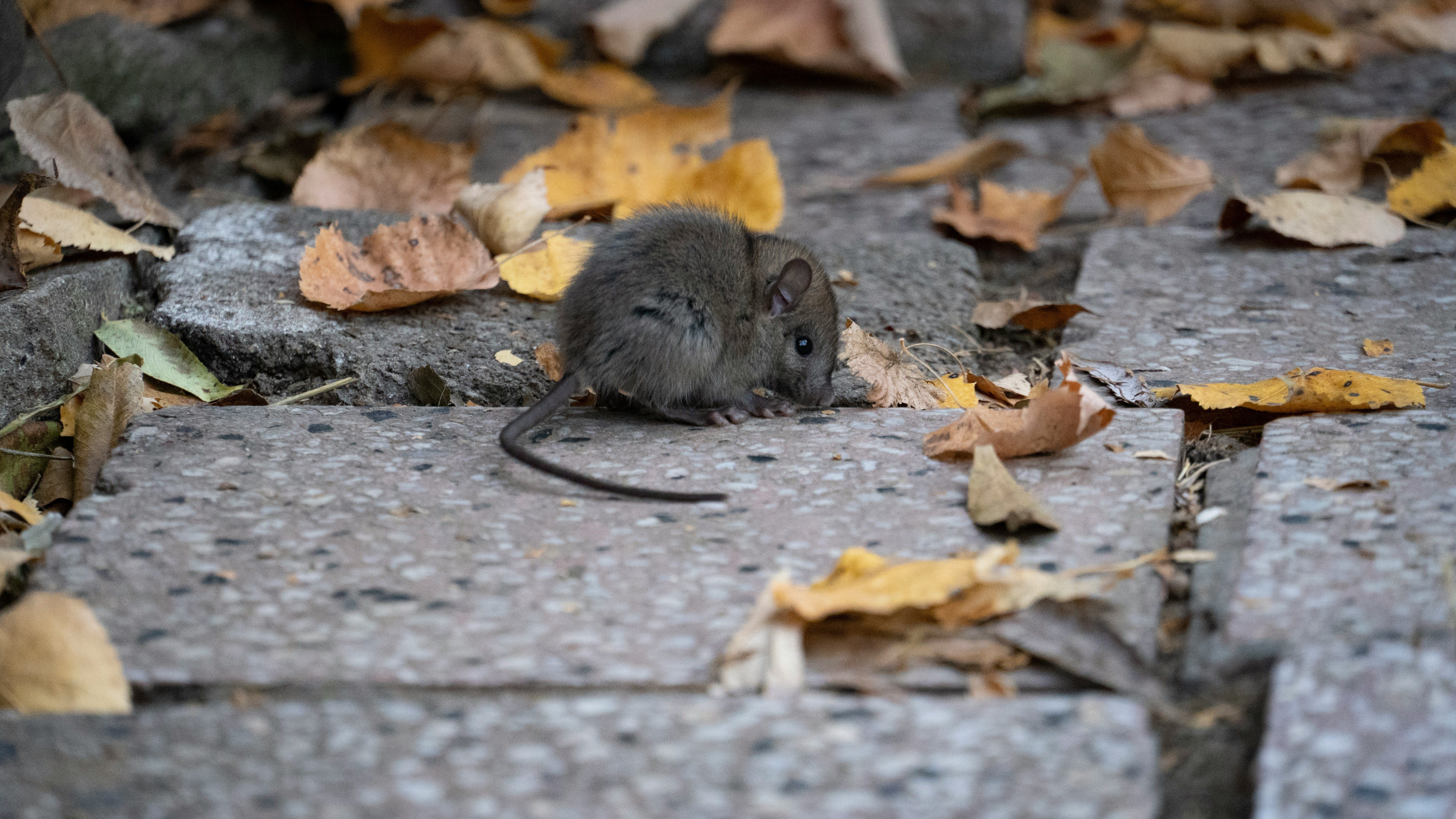 L'automne et les nuisibles 