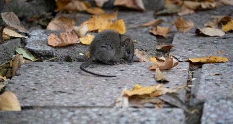 L'automne et les nuisibles