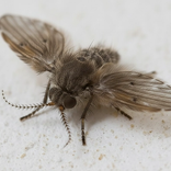 Psychodidae (mouches des éviers)