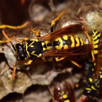 service désinsectisation gironde