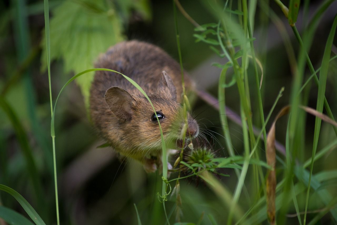 prévenir la présence de souris dans le jardin