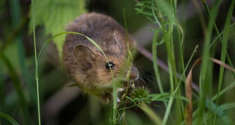 prévenir la présence de souris dans le jardin