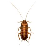 cafard et blatte image