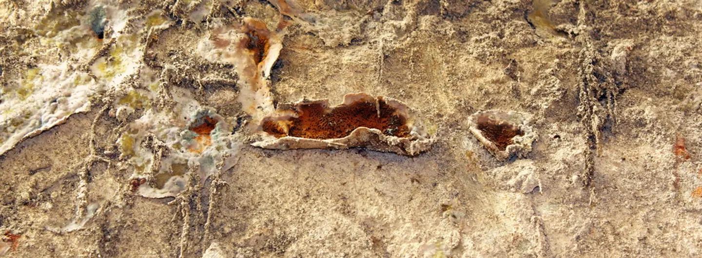 lutte contre les champignons lignivores