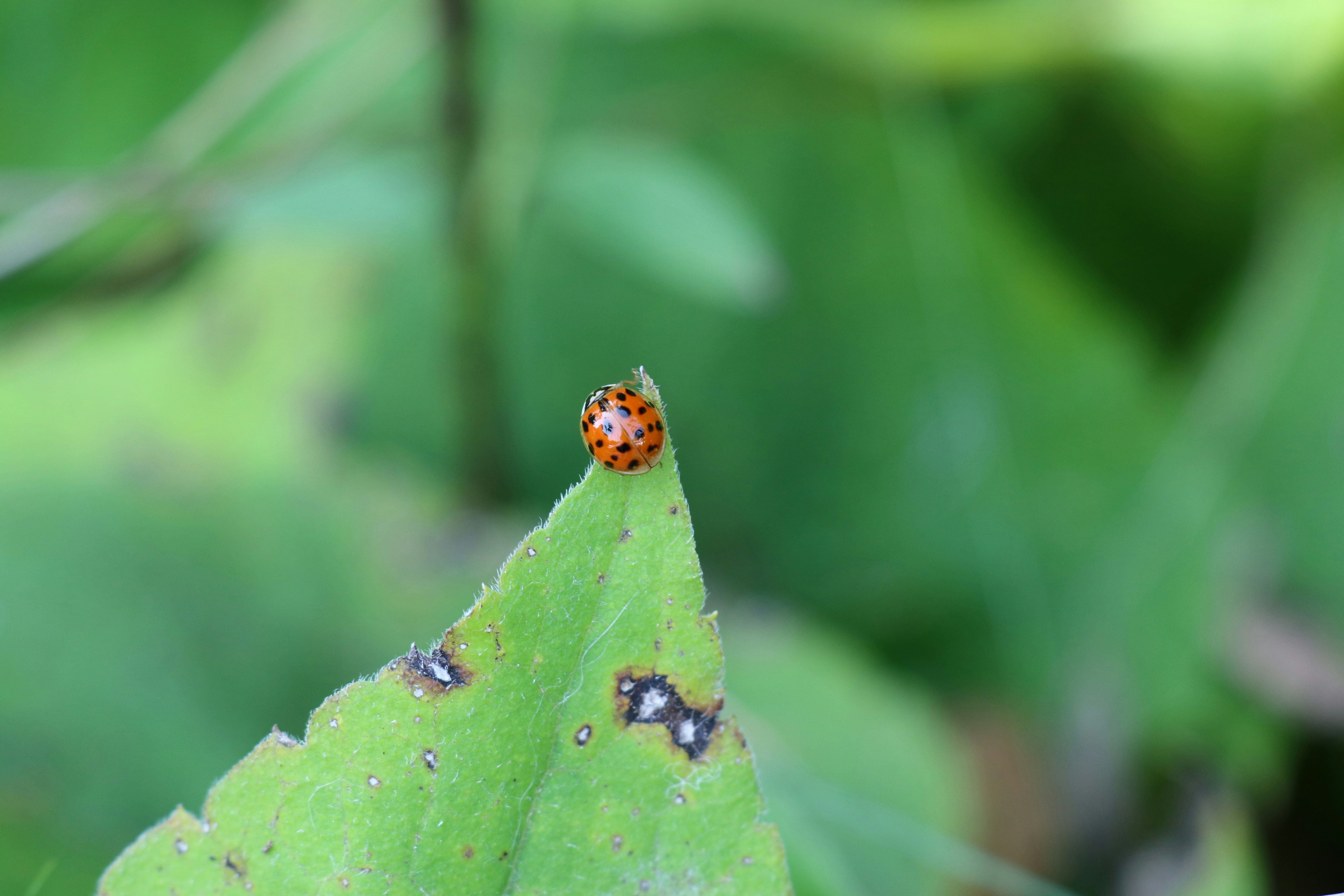 ces petits coléoptères sont de véritables auxiliaires dans la lutte contre les cochenilles.
