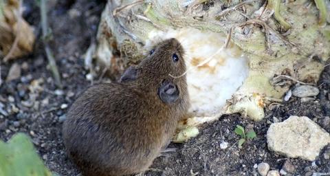 comment faire fuir les souris