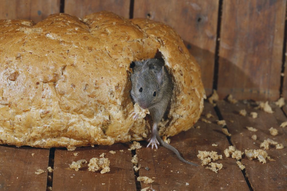 Les rats peuvent-ils s'introduire dans les murs et cloisons d'une maison ?