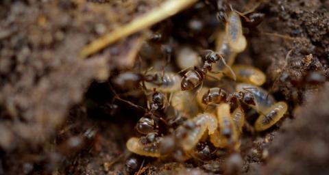 Les différents traitements anti termites