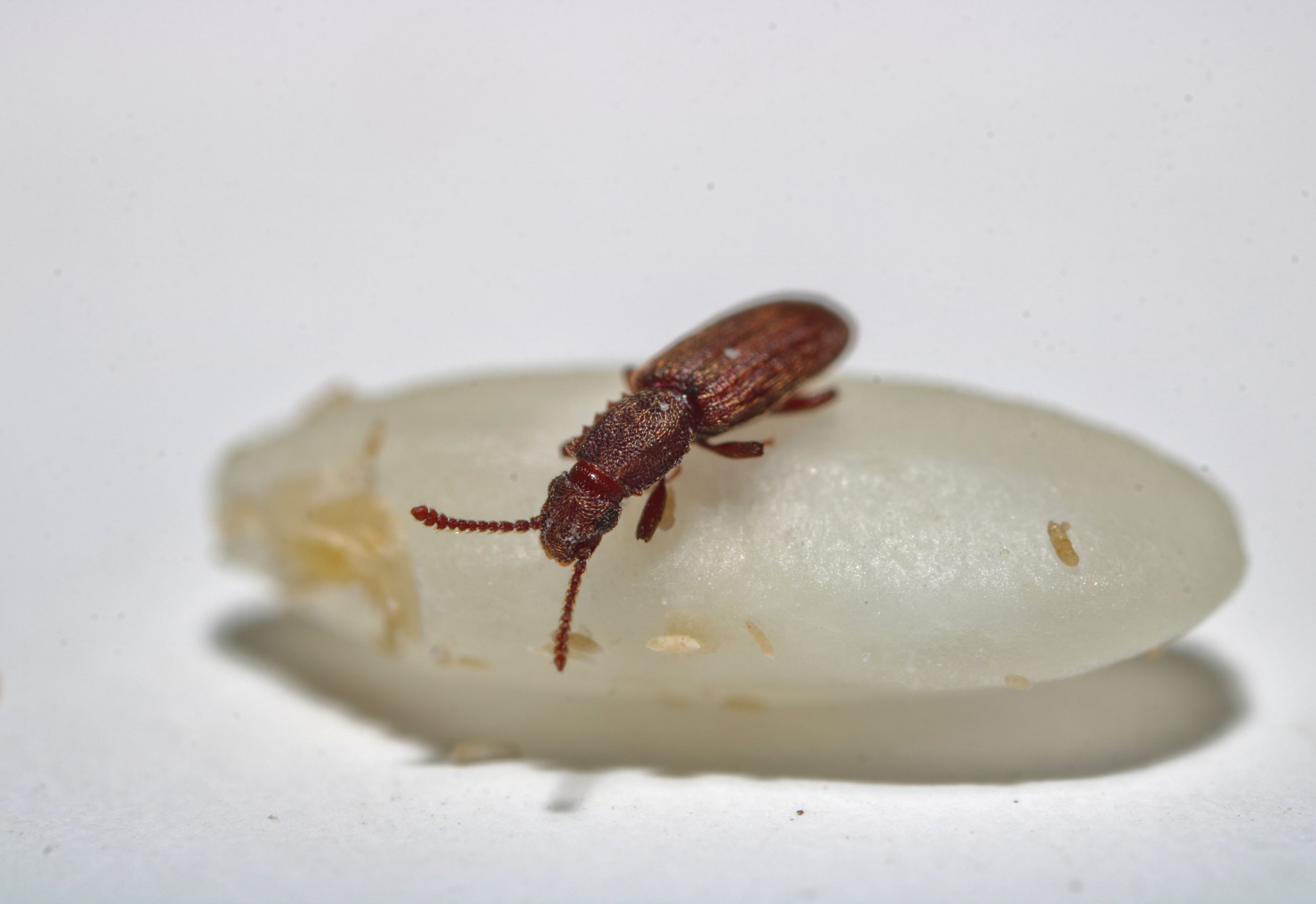 insectes des denrées stockées