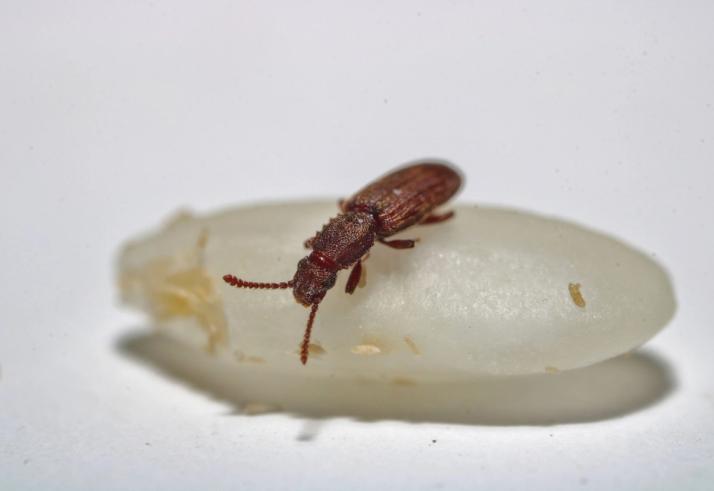 cucujide dentelé des grains