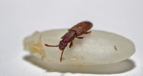 insectes des denrées stockées