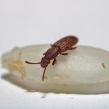 insectes des denrées stockées