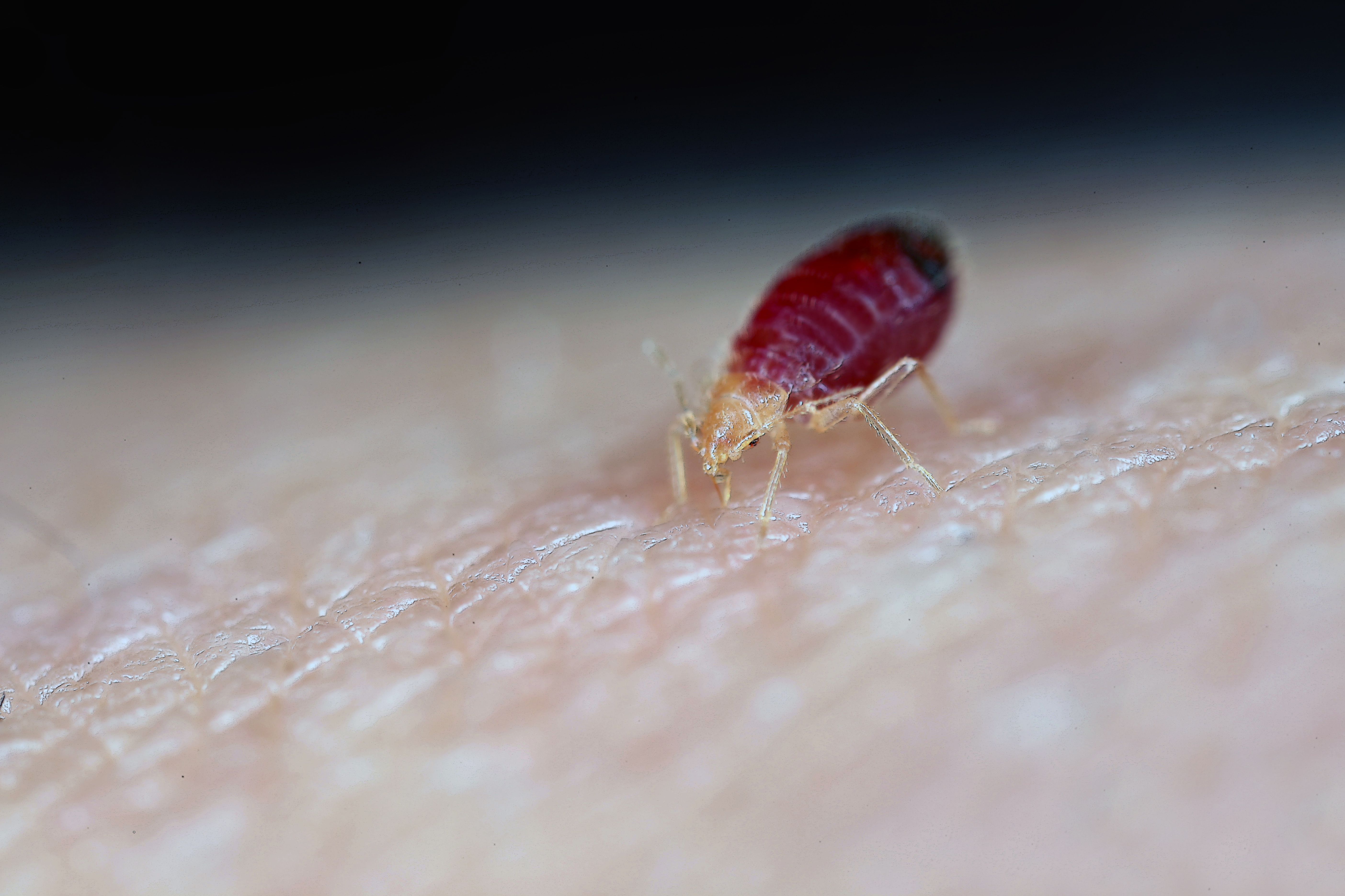 Prévenir une infestation de punaises de lit 