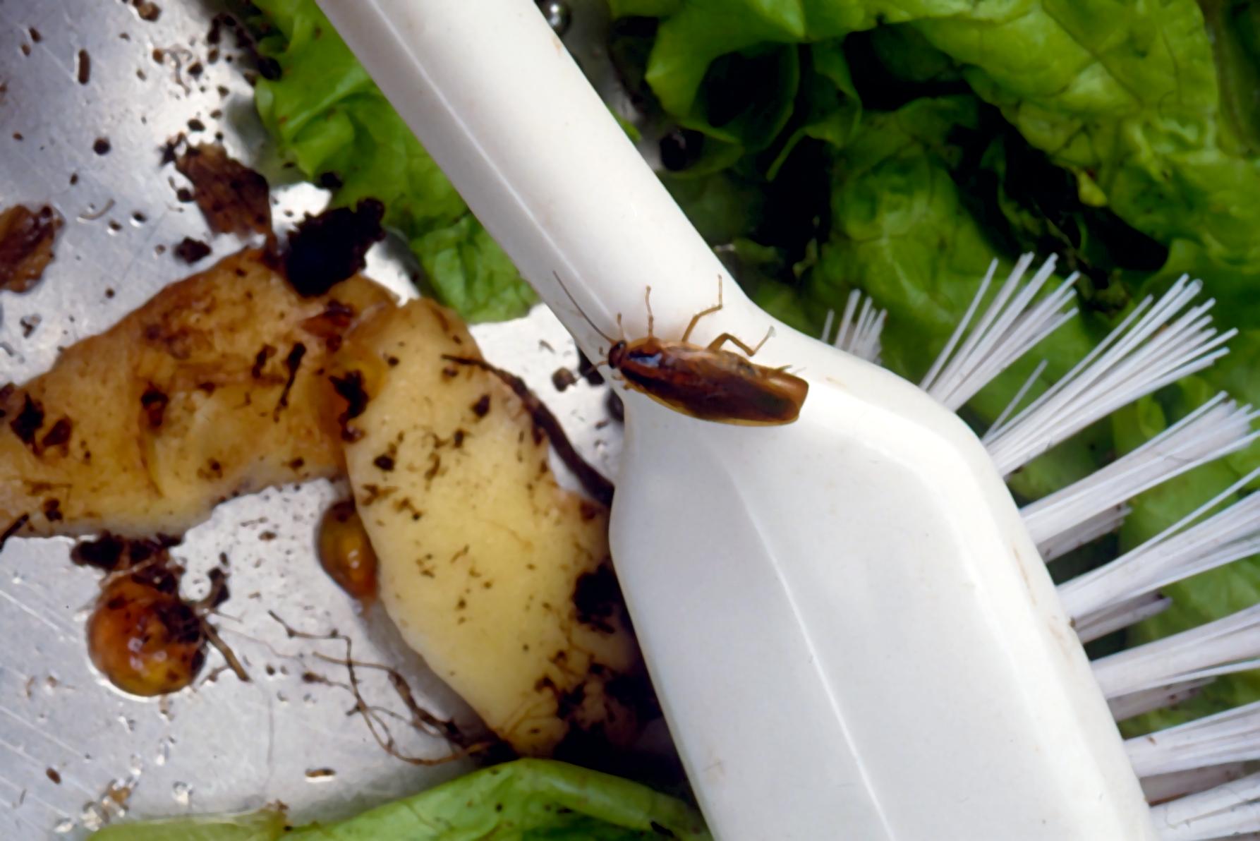 Signes de présence de cafards dans une maison 