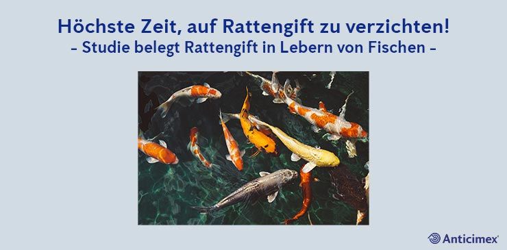 Rattengift in Lebern von Fischen