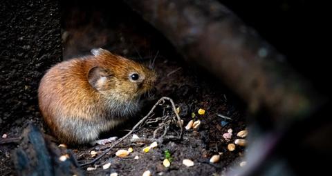Mäusebekämpfung Anticimex