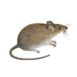 Schädlinge bestimmen - Mäuse