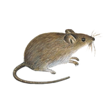 Schädlinge bestimmen - M äuse