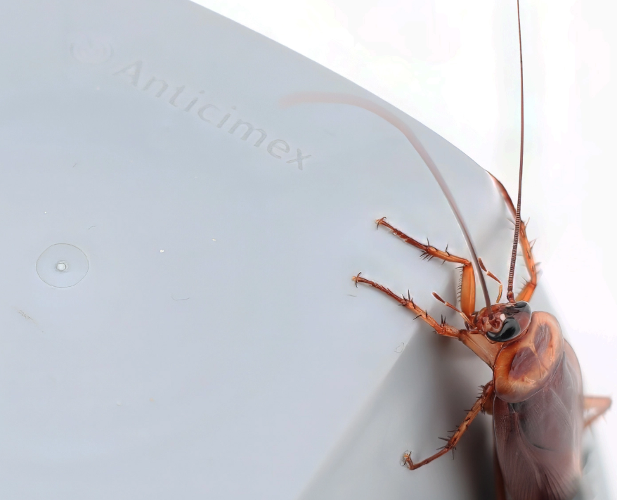 kakerlaken in der wohnung bekämpfen