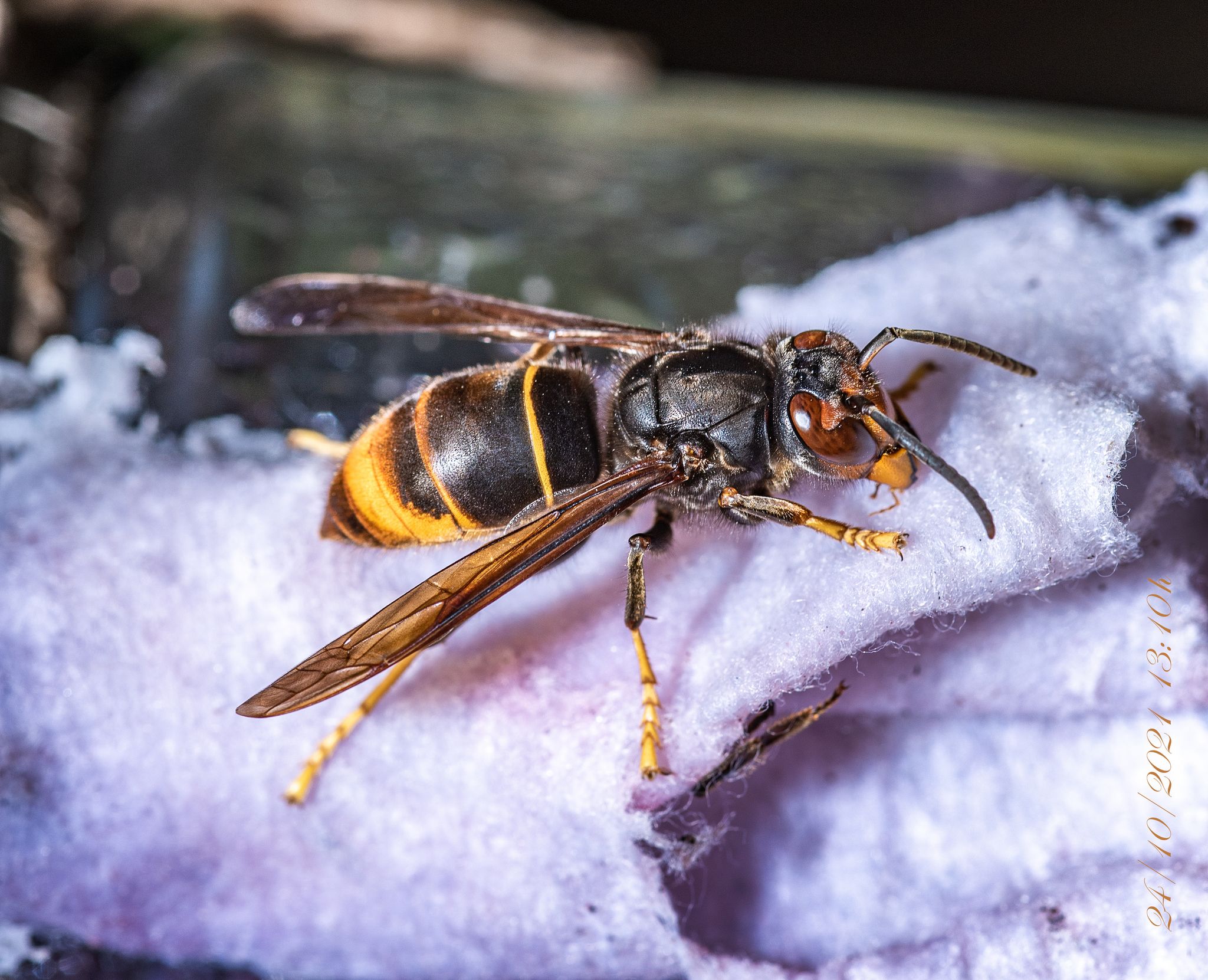 Ausbreitung der Asiatischen Hornisse