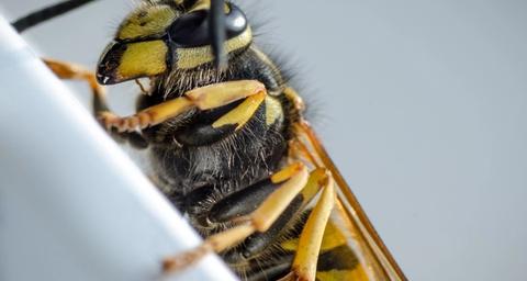 Was tun bei einem Wespenstich