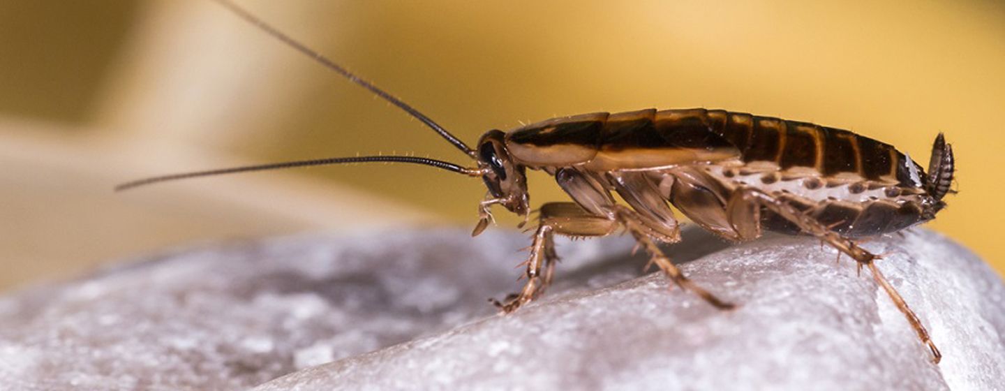 anzeichen kakerlaken erkennen: kot geräusche, nest