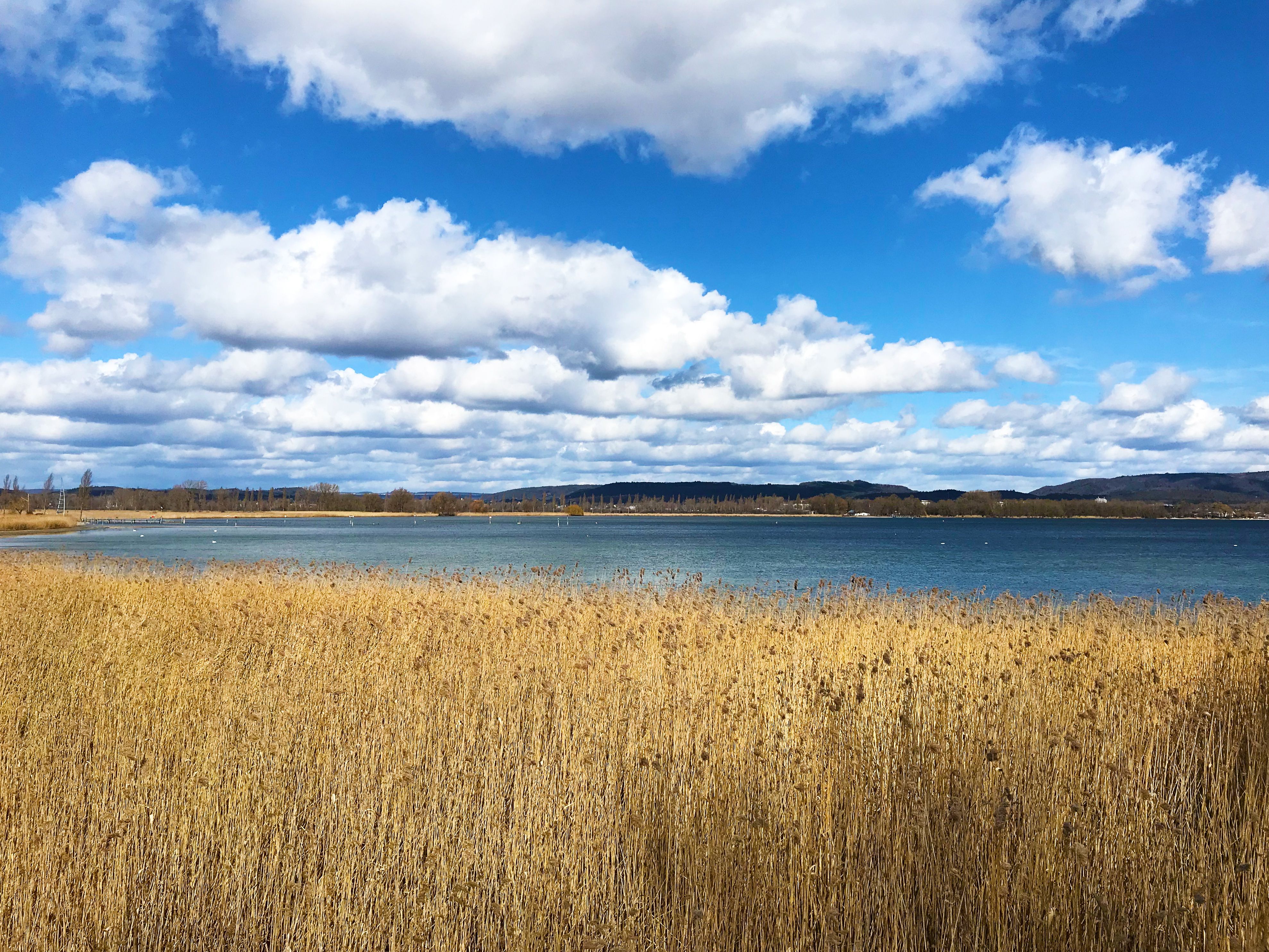 Anticimex Kammerjäger in Radolfzell