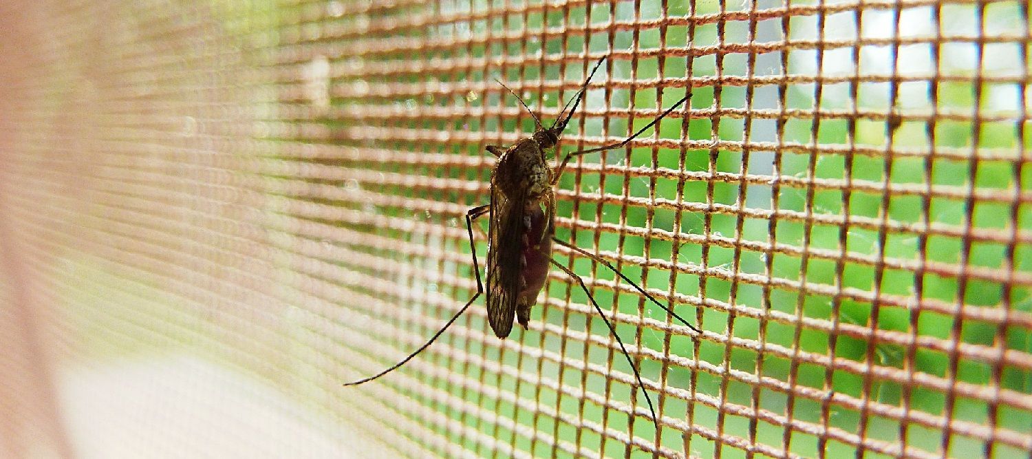 mücken loswerden
