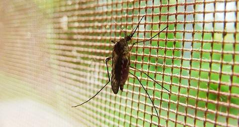 mücken loswerden