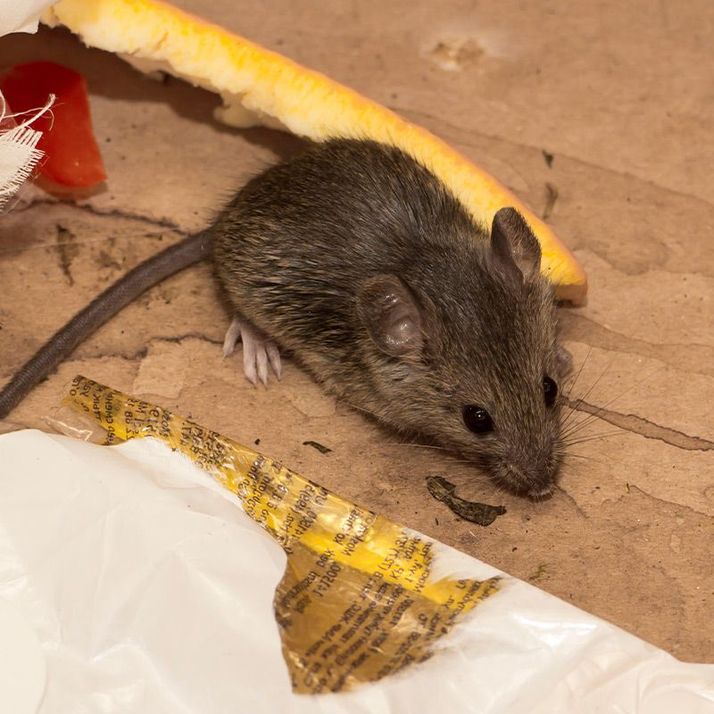 Maus frisst Hülle