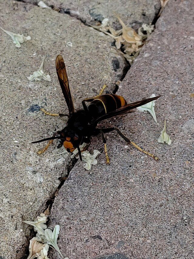 Asiatische Hornisse auf Boden