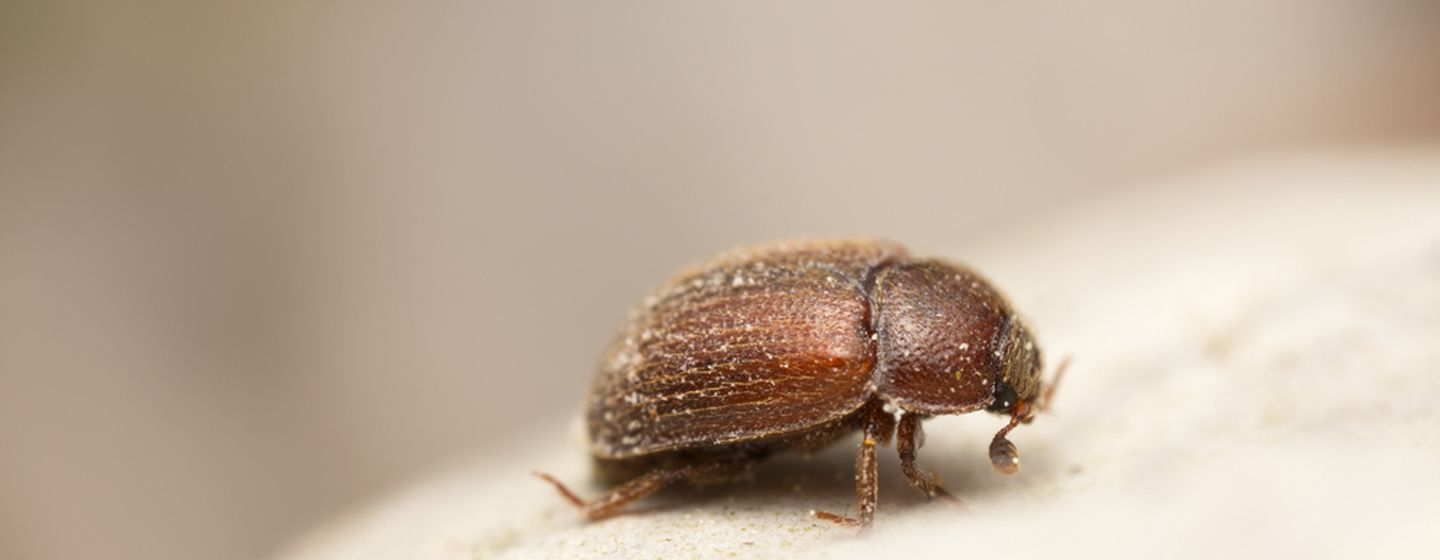 Brotkäfer