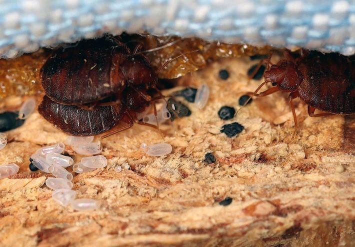 Wissenswertes über die Bettwanze - Anticimex