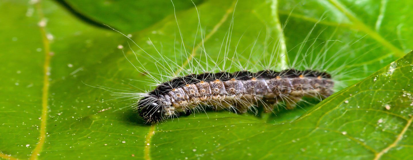 Eichenprozessionsspinner