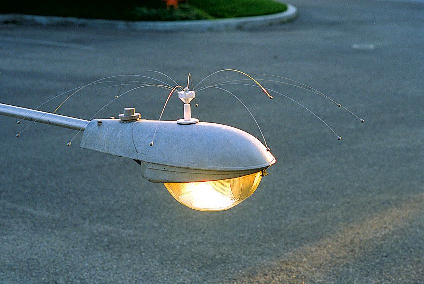 vogelabwehr daddy long legs