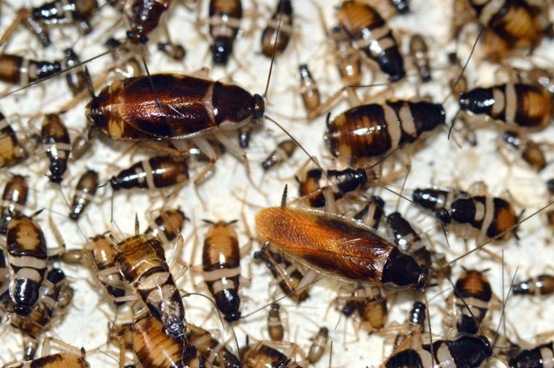 Käfer bekämpfen - Anticimex