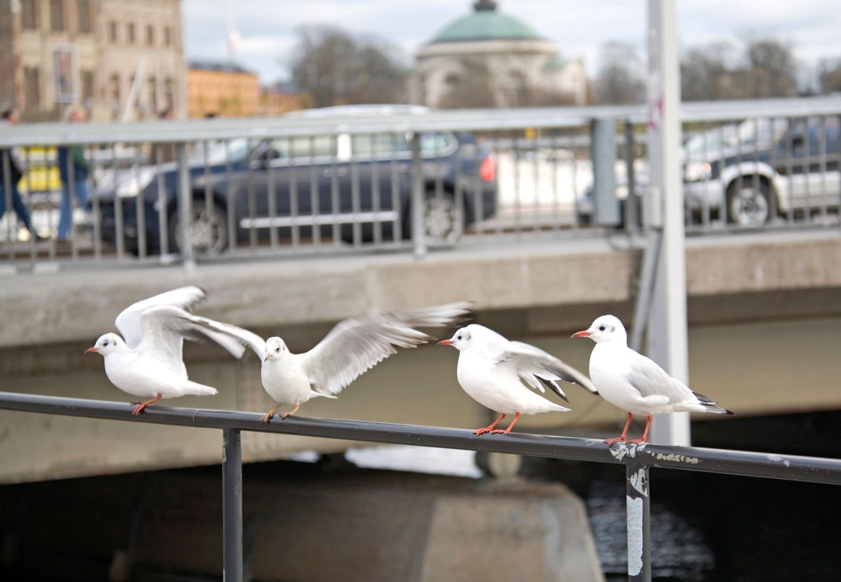 Abschreckung gegen Möwen