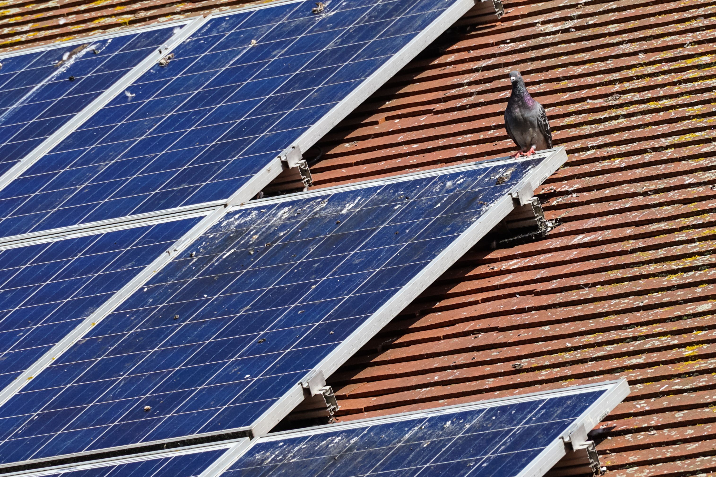 Taube auf Photovoltaikanlage