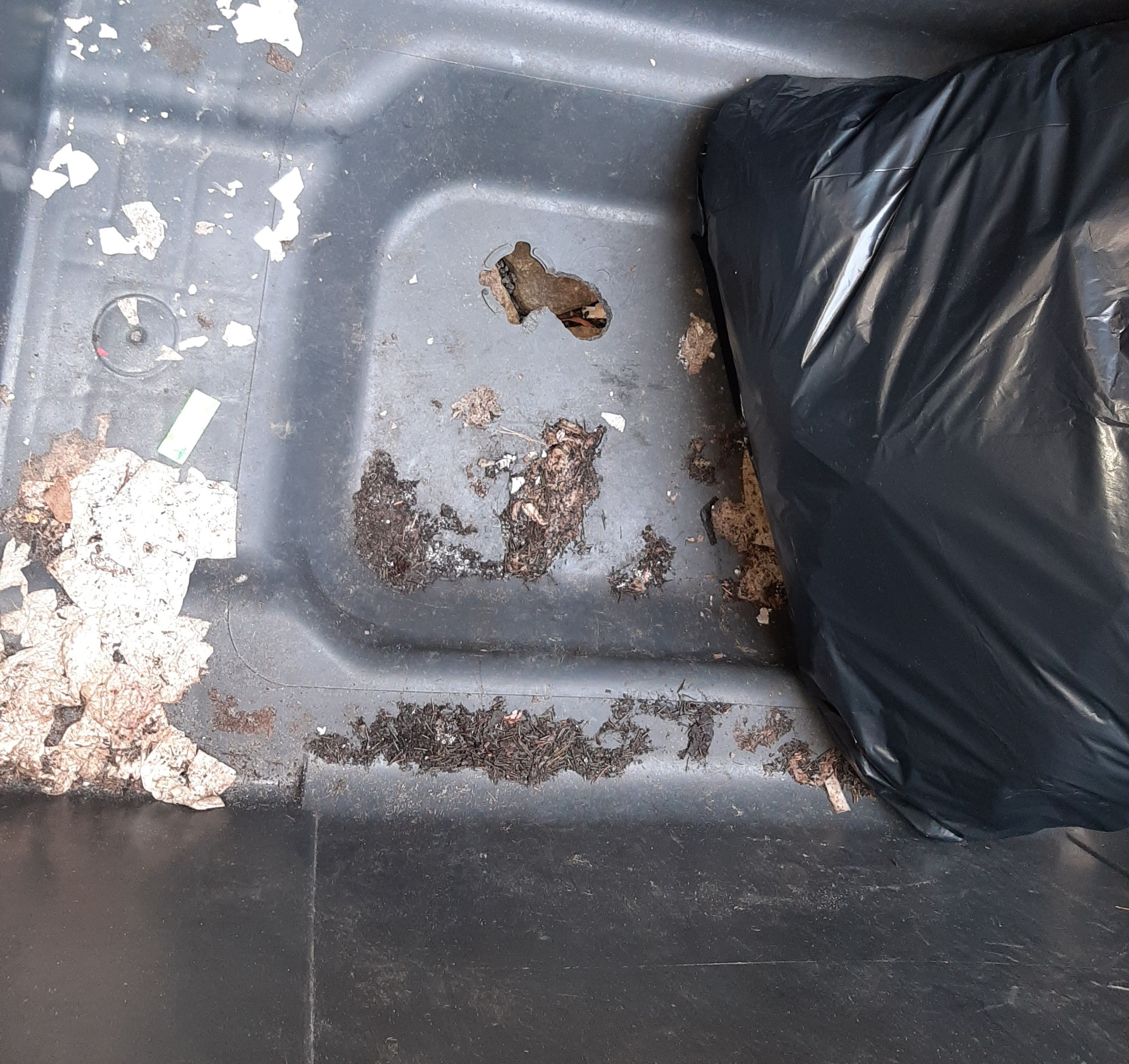 Fraßspuren von Ratten